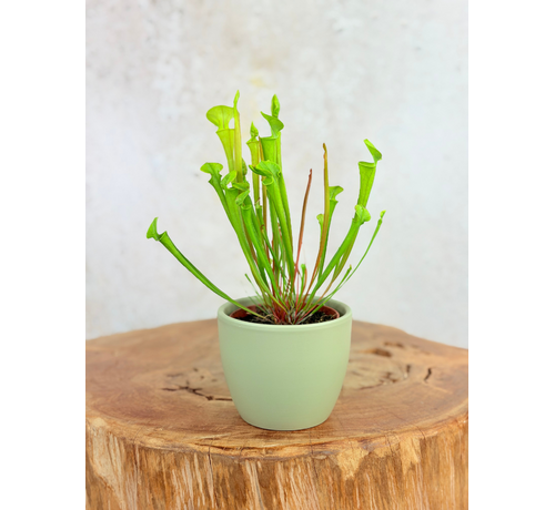 Plant pot "Nile" - green | 8,5cm