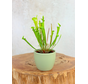 Plant pot "Nile" - green | 8,5cm