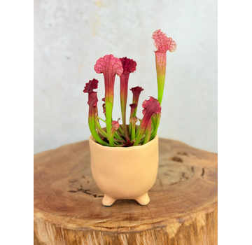 Topf Elly 'Matblank' | 8,5cm