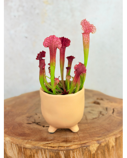 Topf Elly 'Matblank' | 8,5cm