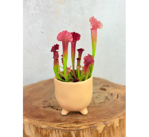 Pot Elly 'Matblank' | 8,5cm