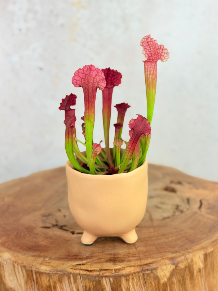 Vaso Elly 'Matblank' | 8,5cm