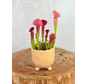 Pot Elly 'Matblank' | 8,5cm