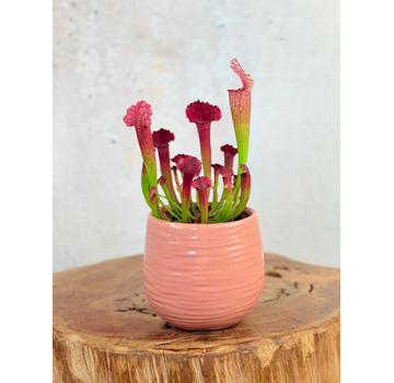 Pflanzentopf "Ayett" -  Rosa | 8,5cm