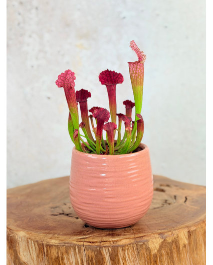 Maceta "Ayett" - Rosa | 8,5cm