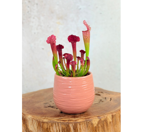 Maceta "Ayett" - Rosa | 8,5cm
