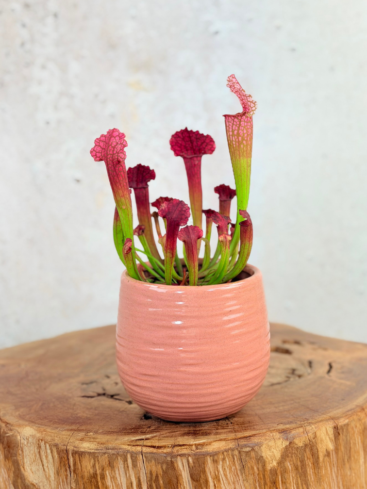 Plant pot "Ayett" - Pink | 8.5cm