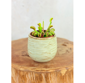 Vaso Ayett 'Verde chiaro' | 8,5cm