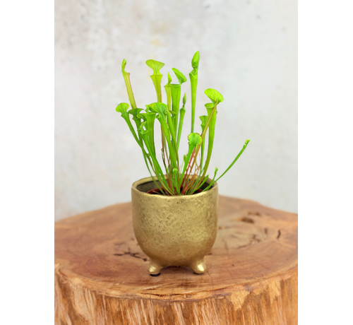 Vaso Elly 'Shiny Gold' | 8,5cm
