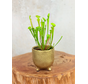 Kruka Elly 'Shiny Gold' | 8,5cm