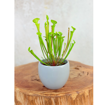 Vaso per piante "Anny" - grigio | 8,5 cm