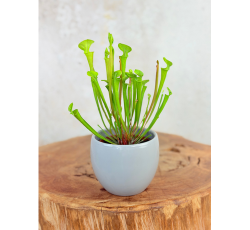 Pot à plantes "Anny" - gris | 8.5cm