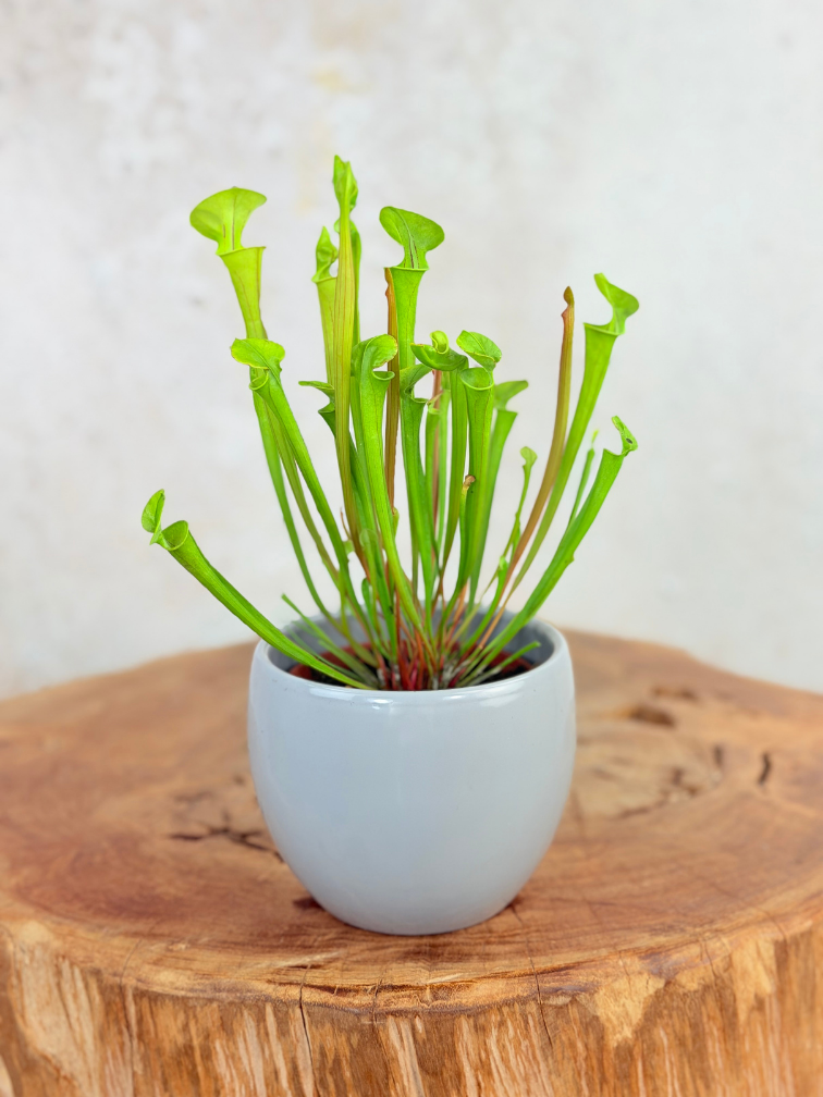 Pot à plantes "Anny" - gris | 8.5cm