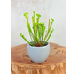 Plant pot "Anny" -  grey | 8.5cm