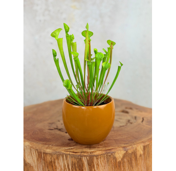 Maceta "Anny" - marrón | 8,5cm