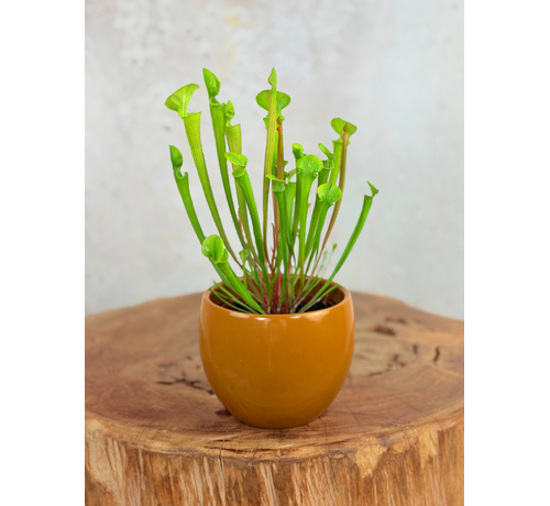 Pot à plantes "Anny" - brun | 8.5cm