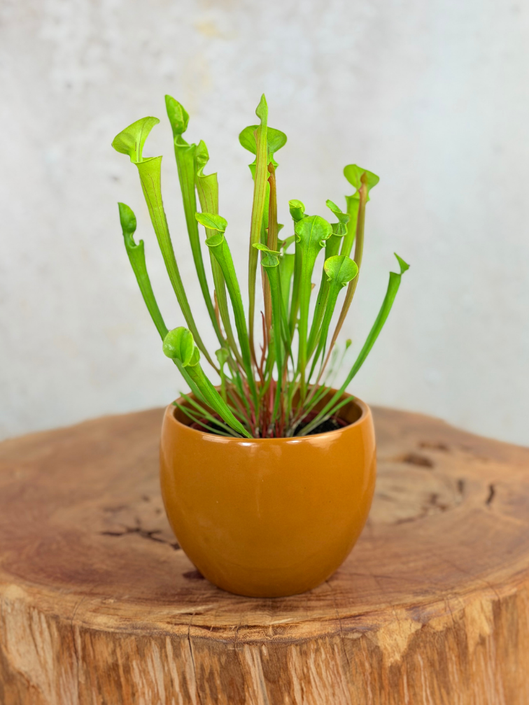 Pot à plantes "Anny" - brun | 8.5cm