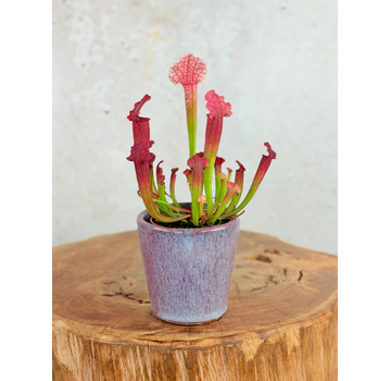 Kruka Huub 'Mörk ros' | 8,5cm