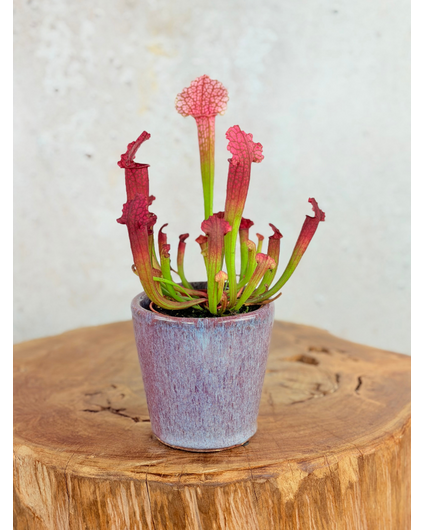 Kruka Huub 'Mörk ros' | 8,5cm