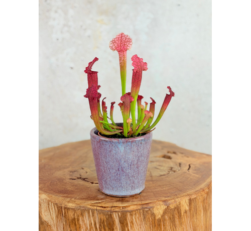 Maceta Huub 'Oscura Rose' | 8,5cm