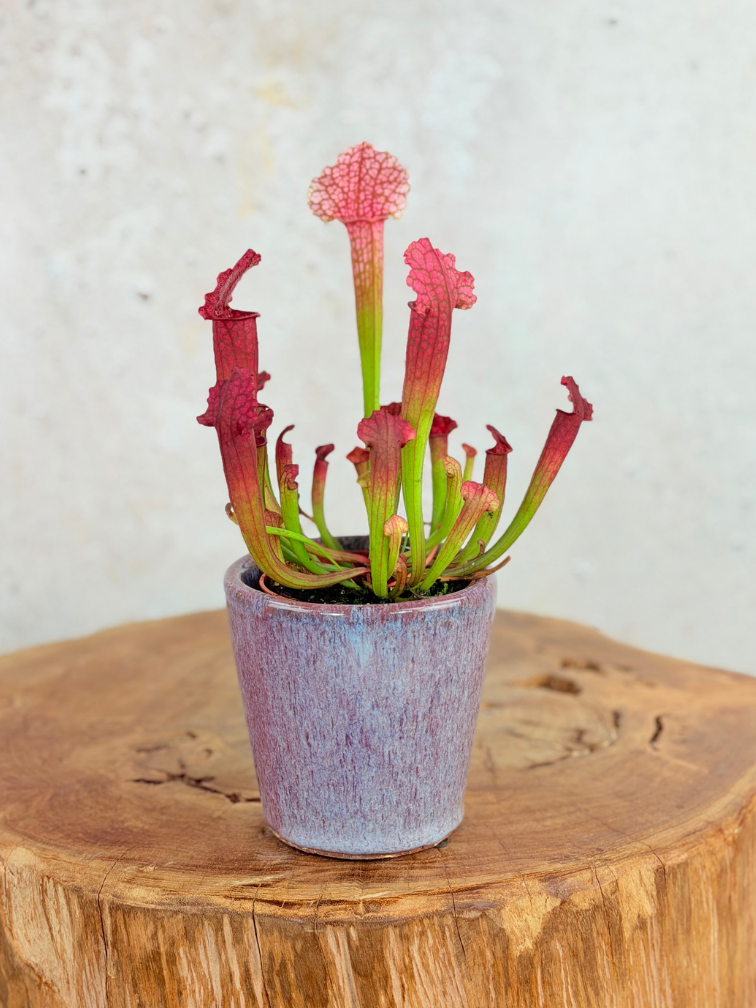 Pot Huub 'Dark Pink' | 8,5cm