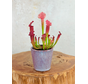 Pot Huub 'Dark Pink' | 8,5cm