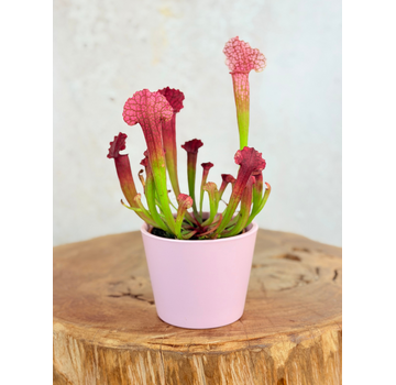Krukväxt "Drika" - Pink | 8.5cm