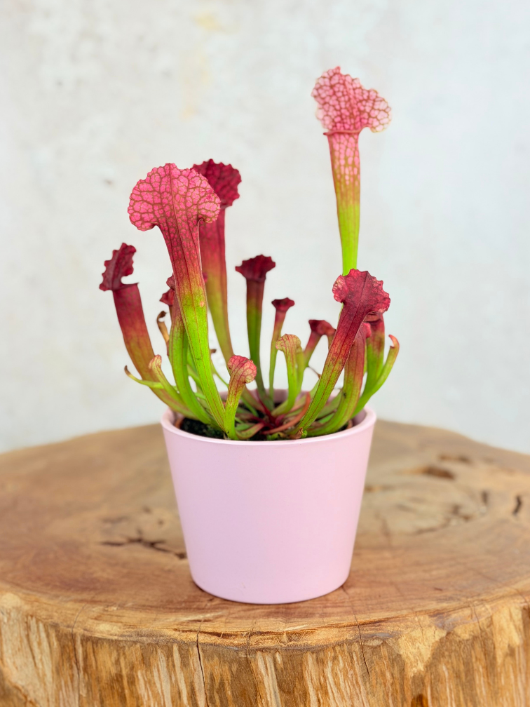 Plant pot "Drika" - Pink | 8.5cm