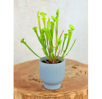 Vaso per piante "Betsie" - blu-grigio | 8,5cm
