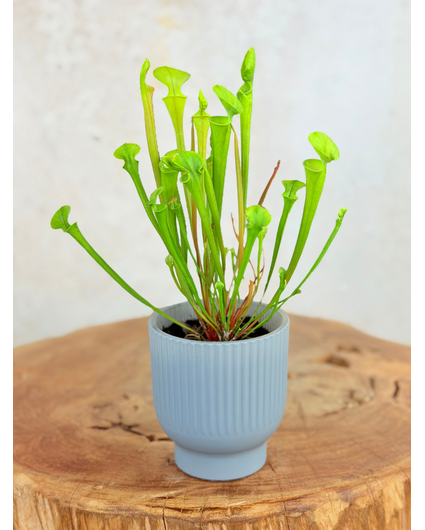 Vaso per piante "Betsie" - blu-grigio | 8,5cm