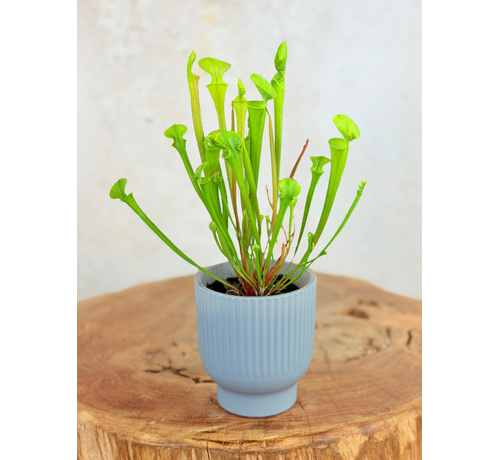 Maceta "Betsie" - azul-gris | 8,5cm