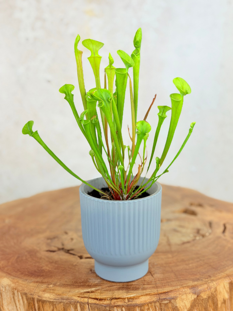 Vaso per piante "Betsie" - blu-grigio | 8,5cm
