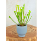 Maceta "Betsie" - azul-gris | 8,5cm