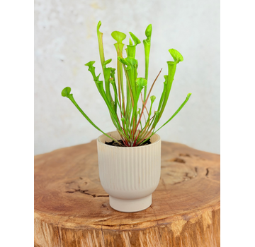 Vaso per piante "Betsie" - rosa | 8,5cm
