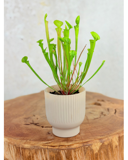 Pflanzentopf "Betsie" - rosa | 8,5cm