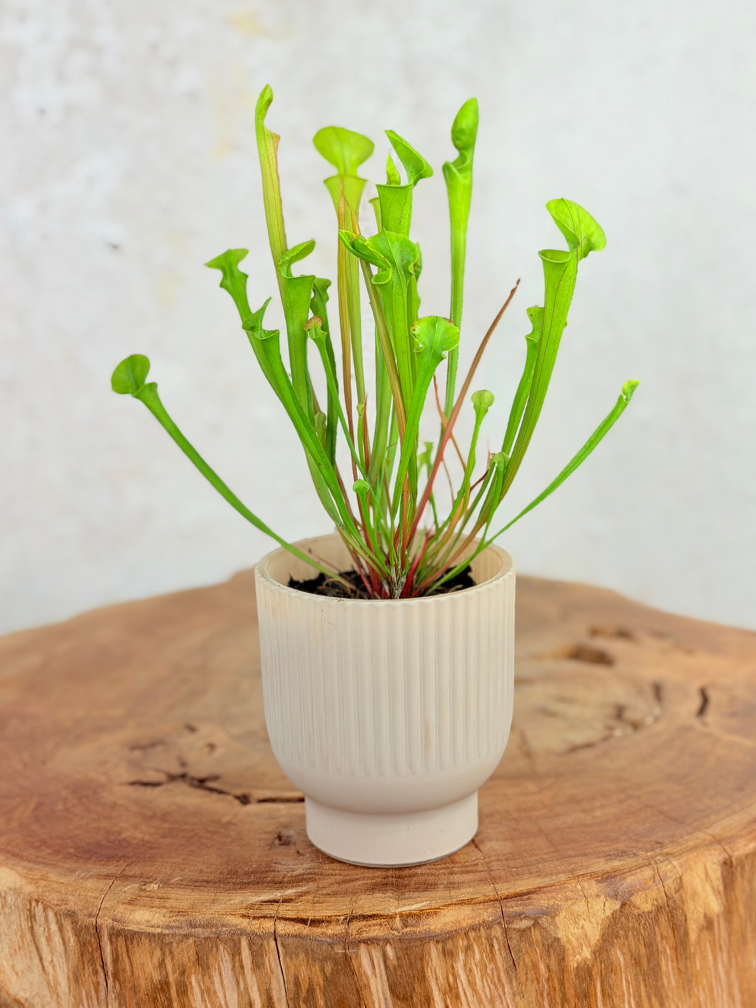 Betsie Topf 'rosa' 8,5x11 cm | Stilvoll | Carnivory.eu - Carnivory.eu