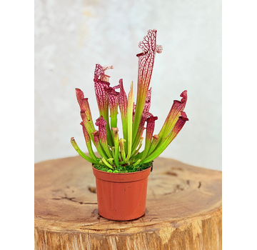 Sarracenia "Leucophylla" - classica | ø 8,5 cm x ↕ 15 cm
