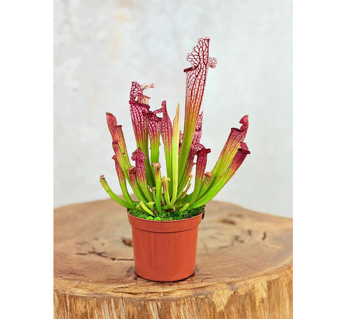 Sarracenia (Pitcher plant) "Leucophylla" - klassisk | ø 8,5 cm x ↕ 15 cm