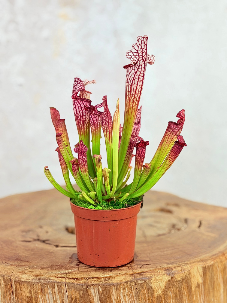 Sarracenia "Leucophylla" - classic | ø 8,5 cm x ↕ 15 cm