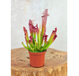 Sarracenia "Leucophylla" - classic | ø 8,5 cm x ↕ 15 cm