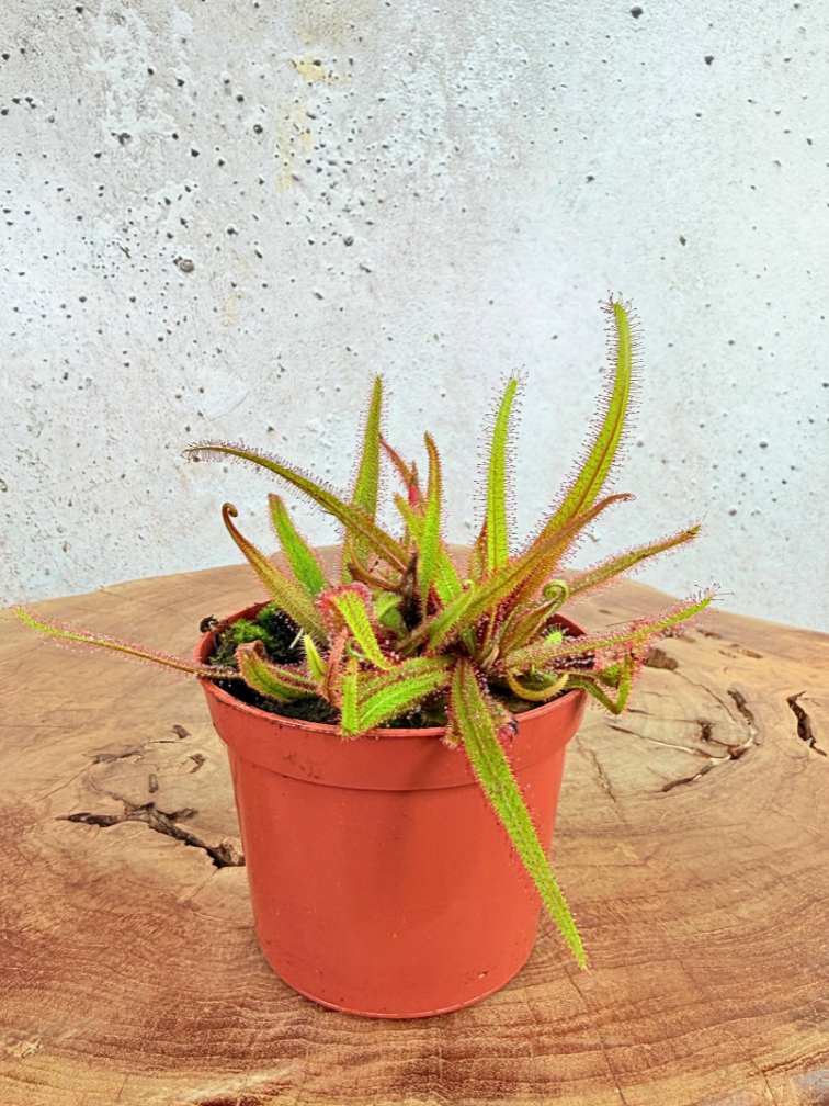 Drosera (Sundew) "Adelae" | ø 8,5 cm x ↕ 10 cm