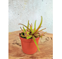 Drosera (Sileshår) "Adelae" | ø 8,5 cm x ↕ 10 cm