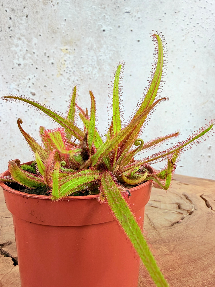 Drosera "Adelae" | ø 8,5 cm x ↕ 10 cm