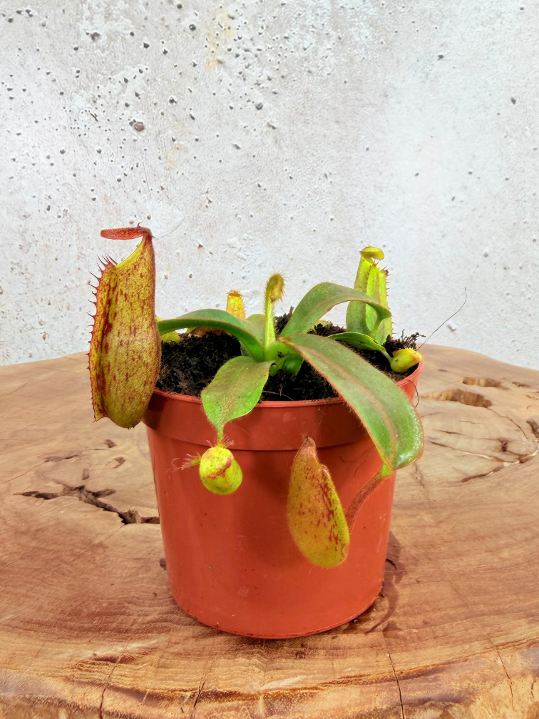 Nepenthes "Veitchii" - small  | ø 8,5 cm x ↕ 5 cm