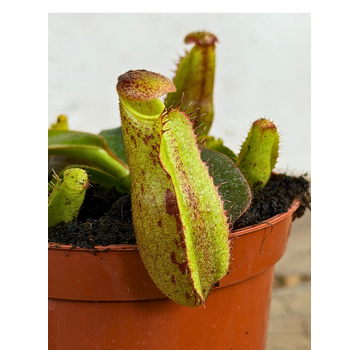 Nepenthes "Veitchii" - small | ø 8,5 cm x ↕ 5 cm