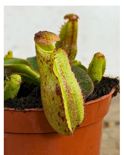 Nepenthes "Veitchii" - petit | ø 8,5 cm x ↕ 5 cm