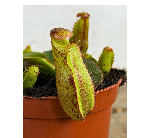 Nepenthes "Veitchii" - klein | ø 8,5 cm x ↕ 5 cm
