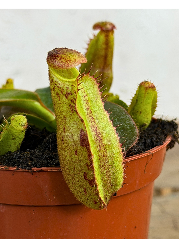 Nepenthes "Veitchii" - klein | ø 8,5 cm x ↕ 5 cm