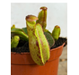 Nepenthes "Veitchii" - piccola  | ø 8,5 cm x ↕ 5 cm