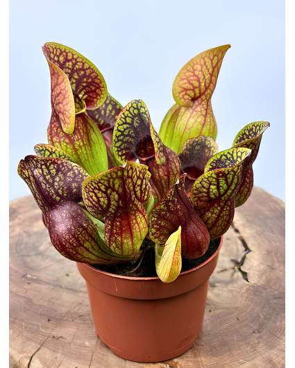 Sarracenia "Hans" - large | ø 12 cm x ↕ 15-20 cm